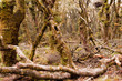 Virgin mountain rainforest of Marlborough, NZ