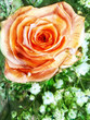 Photo en ligne au meilleur prix rose on green background