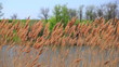 The cane on the river shakes from a wind