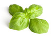 Fresh basil leaves with water drops Fresh basil leaves with water drops