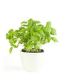 Kitchen herbs basil in pot on white background Kitchen herbs basil in pot on white background