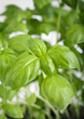 Fresh basil leaves with water drops Fresh basil leaves with water drops