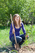 woman planting raspberry