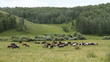 The Cows on pasture. The Cows on pasture.