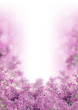 Beautiful spring lilac flowers