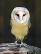 Barn - Tyto alba - owl posing on branch