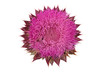 thistle