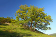 Alone tree in mountain