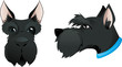Scottish terrier dog head