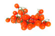 Pomodori pachini agricoltura biologica Pomodori pachini agricoltura biologica