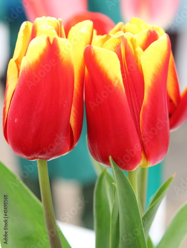 Photo: Tulip Tulip