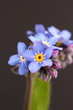 Myosotis