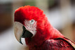 Photo: Macaw Macaw