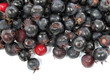 Saskatoon berries