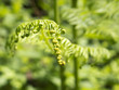 Foto: Unfolding fern Unfolding fern