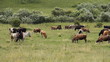 The Cows on pasture. The Cows on pasture.