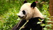 Giant panda bear eating bamboo Giant panda bear eating bamboo