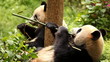 Giant panda bear eating bamboo Giant panda bear eating bamboo