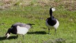 Barnacle Geese