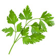 Bunch of parsley isolated on white