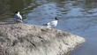 Black-headed Seagulls