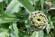 Green artichoke