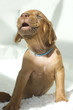 Photo: cute little rhodesian ridgeback puppy howling cute little rhodesian ridgeback puppy howling