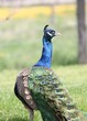 paon