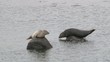 Video: Common seals on rocks in water, one sliding in water Common seals on rocks in water, one sliding in water