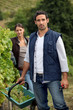 Grape picking