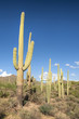 Saguaro National Park