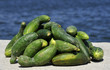 A bunch of fresh of cucumber A bunch of fresh of cucumber