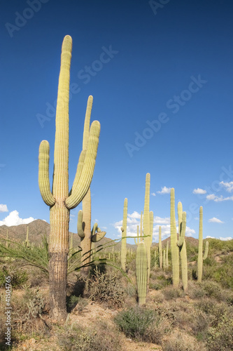 Photo: Saguaro National Park Saguaro National Park