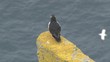 Video: Puffin on a rock above the sea Puffin on a rock above the sea