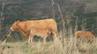 Video: cow and calf cow and calf