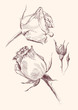Photo en ligne au meilleur prix roses hand drawn vector llustration realistic sketch