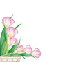 Vektor: Beautiful pink calla lilies Beautiful pink calla lilies