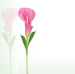 Vektor: Beautiful pink calla lily Beautiful pink calla lily