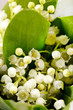 Lily-of-the-valley flowers Lily-of-the-valley flowers