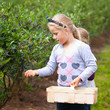 gather blueberries