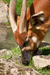 Eastern Bongo grazing