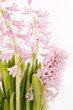 hyacinth flowers