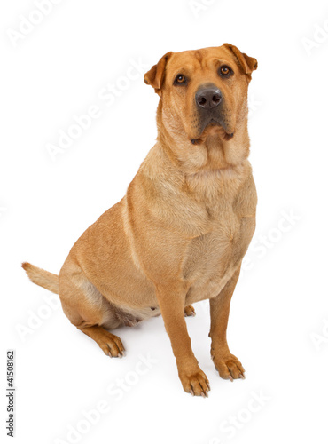 Photo: Akita and Shar-Pei Mix Dog Akita and Shar-Pei Mix Dog