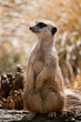 Meerkat (Suricata suricatta)