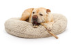 English Bulldog Mixed Breed Dog With Bully Stick English Bulldog Mixed Breed Dog With Bully Stick