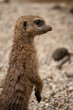 Meerkat