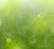 Web of natural background