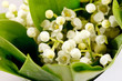 Lily-of-the-valley flowers Lily-of-the-valley flowers