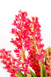 hyacinth flowers