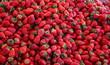 frische erdbeeren